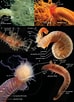 Afbeeldingsresultaten voor "trichobranchus Glacialis". Grootte: 74 x 102. Bron: www.researchgate.net