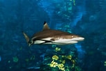 Image result for "carcharhinus Melanopterus". Size: 153 x 102. Source: www.aquariumbcn.com