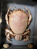 Image result for Ranina Ranina Spanner Crab. Size: 77 x 102. Source: www.1stdibs.com