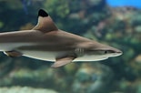 Image result for "carcharhinus Melanopterus". Size: 155 x 102. Source: akuaturk.com