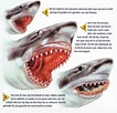 Afbeeldingsresultaten voor blinde haai Anatomie. Grootte: 106 x 102. Bron: www.pleinderpleinen.nl