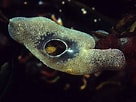Image result for "diplosoma Listerianum". Size: 136 x 102. Source: www.britishmarinelifepictures.co.uk