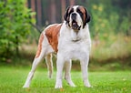 Image result for St. Bernard Dog Breed Lifespan. Size: 144 x 102. Source: www.britannica.com