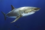 Image result for Shark round Head. Size: 152 x 102. Source: marinelife.about.com