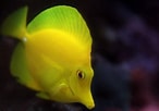 Image result for Tang Fish Species. Size: 146 x 102. Source: pethelpful.com