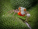 Image result for "lybia Hatagumoana". Size: 136 x 102. Source: www.biographic.com