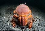 Image result for Ranina Ranina Spanner Crab. Size: 148 x 102. Source: www.tonywublog.com