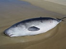 Image result for Pygmy sperm Whale. Size: 137 x 102. Source: www.azoreswhalewatch.com