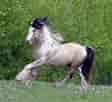 Billedresultat for Clayton County, Iowa Gypsy Vanner Horse breeders and Stallions. størrelse: 112 x 102. Kilde: www.lakeridgegypsy.com