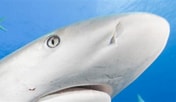 Image result for Shark round Head. Size: 176 x 102. Source: learningenglish.voanews.com