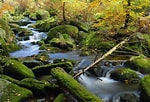 Bildergebnis für Bavarian Forest. Größe: 150 x 102. Quelle: www.easyvoyage.co.uk
