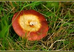 Image result for Smakelijke russula. Size: 147 x 102. Source: rietlanden-emmen-natuur.jouwweb.nl