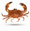 Image result for Ranina Ranina Spanner Crab. Size: 99 x 102. Source: caspianmonarque.com