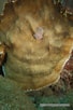 Image result for "agaricia Grahamae". Size: 68 x 102. Source: bioobs.fr