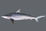 Image result for "carcharhinus Isodon". Size: 149 x 102. Source: biogeodb.stri.si.edu