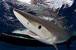Image result for "carcharhinus Signatus". Size: 153 x 102. Source: filmatidimare.altervista.org