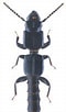 Image result for "leptocheirus Pilosus". Size: 60 x 102. Source: kaefer-der-welt.de