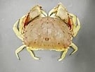 Image result for Calappa sulcata. Size: 135 x 102. Source: txmarspecies.tamug.edu