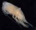 Résultat d’image pour Scottocalanus securifrons Stam. Taille: 124 x 102. Source: www.zooplankton.no