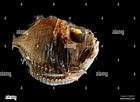 Image result for "argyropelecus Gigas". Size: 140 x 102. Source: www.alamy.com
