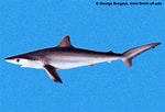Image result for "carcharhinus Signatus". Size: 150 x 102. Source: biogeodb.stri.si.edu