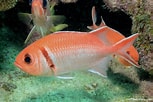 Image result for Myripristis jacobus Geslacht. Size: 153 x 102. Source: reeflifesurvey.com