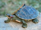 Afbeeldingsresultaten voor Indische Dakschildpad. Grootte: 140 x 102. Bron: india.wcs.org