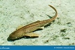 Image result for Shark Brown. Size: 154 x 102. Source: www.dreamstime.com