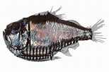 Image result for "argyropelecus Gigas". Size: 154 x 102. Source: fishesofaustralia.net.au