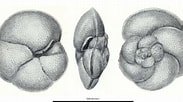 Image result for "globorotalia Scitula". Size: 183 x 102. Source: www.mikrotax.org