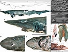 Image result for "apristurus Atlanticus". Size: 133 x 102. Source: shark-references.com