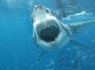 Image result for Shark round Head. Size: 139 x 102. Source: wallpapersafari.com