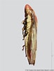 "thysanopoda Obtusifrons" എന്നതിനുള്ള ഇമേജ് ഫലം. വലിപ്പം: 77 x 102. ഉറവിടം: naturalhistory.museumwales.ac.uk