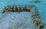 Image result for Holothuria hilla Stam. Size: 161 x 102. Source: www.picture-worl.org