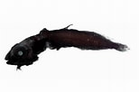 Image result for "einara Macrolepis". Size: 154 x 102. Source: fishesofaustralia.net.au