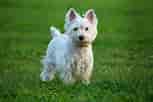 Image result for Terrier. Size: 153 x 102. Source: www.thesprucepets.com
