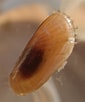 Image result for Mollusks Swimming. Size: 85 x 102. Source: www.inaturalist.org