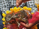 Frog married Pallipudupet 的圖片結果. 大小：136 x 102。資料來源：gostops.com