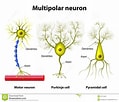 Image result for Unipolar Neuron. Size: 119 x 102. Source: www.pinterest.com