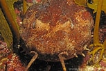 Image result for "sutorectus Tentaculatus". Size: 153 x 102. Source: fishesofaustralia.net.au