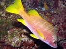 Image result for "lutjanus Apodus". Size: 137 x 102. Source: reefguide.org