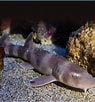 Image result for Shark Brown. Size: 95 x 102. Source: petesaquariums.com