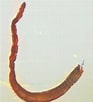 Image result for Anobothrus gracilis. Size: 93 x 102. Source: www.uni-rostock.de
