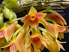 Bildergebnis für "strombidium Conicum". Größe: 136 x 102. Quelle: orchidesign.myshopify.com