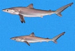 Image result for "carcharhinus Signatus". Size: 149 x 102. Source: biogeodb.stri.si.edu
