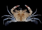 Image result for "charybdis Orientalis". Size: 142 x 102. Source: japanesedecapods.web.fc2.com