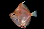 Image result for "Antigonia capros". Size: 153 x 102. Source: fishesofaustralia.net.au