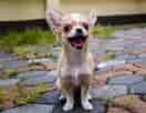 Image result for Chihuahua. Size: 132 x 102. Source: www.raisedrightpets.com
