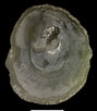 Image result for "pododesmus Squama". Size: 89 x 102. Source: naturalhistory.museumwales.ac.uk