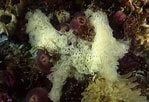 Image result for "clathrina Coriacea". Size: 149 x 102. Source: www.britishmarinelifepictures.co.uk